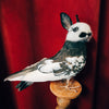 Taxidermy Bunny Bird on Wooden Plinth - "Granfer"