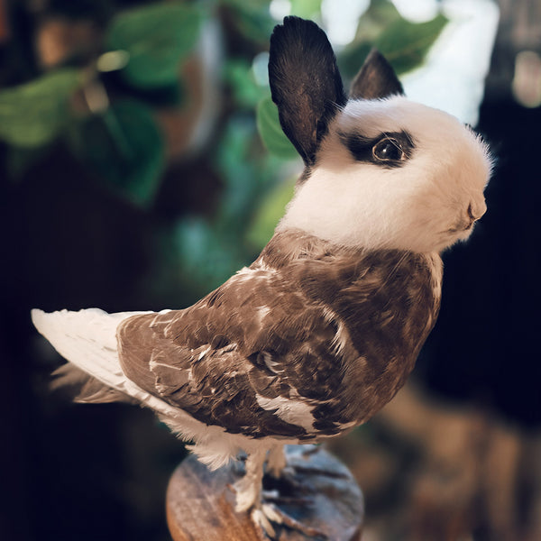 Taxidermy Bunny Bird on Wooden Plinth - "Chiswick"