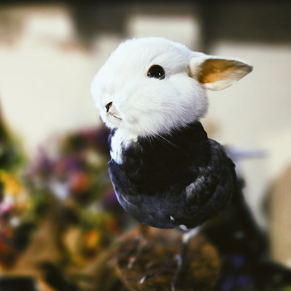 Taxidermy Bunny Bird on Wooden Plinth - "Jimb"