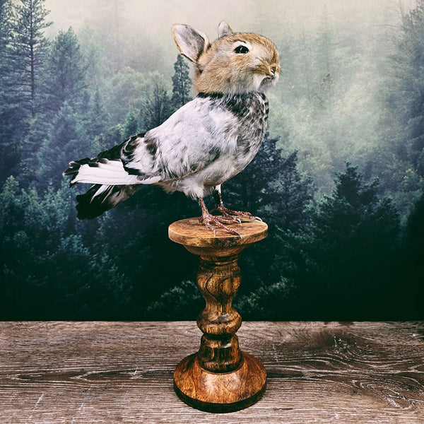 Taxidermy Bunny Bird on Wooden Plinth - "Geremy"