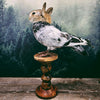 Taxidermy Bunny Bird on Wooden Plinth - "Geremy"