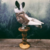 Taxidermy Bunny Bird on Wooden Plinth - "Chiswick"