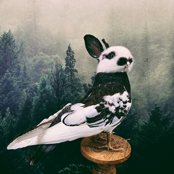 Taxidermy Bunny Bird on Wooden Plinth - "Granfer"