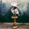 Taxidermy Bunny Bird on Wooden Plinth - "Babs"