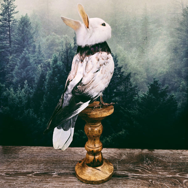 Taxidermy Bunny Bird on Wooden Plinth - "Babs"