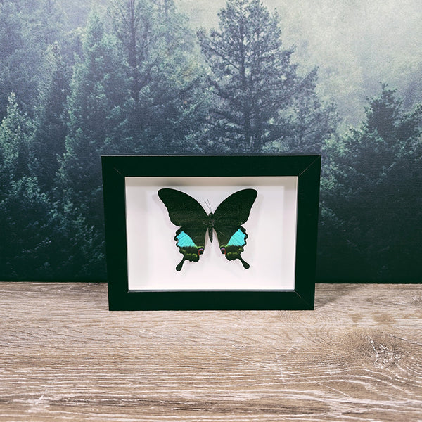 Papilio Paris Emerald Moon Butterfly In Small Frame
