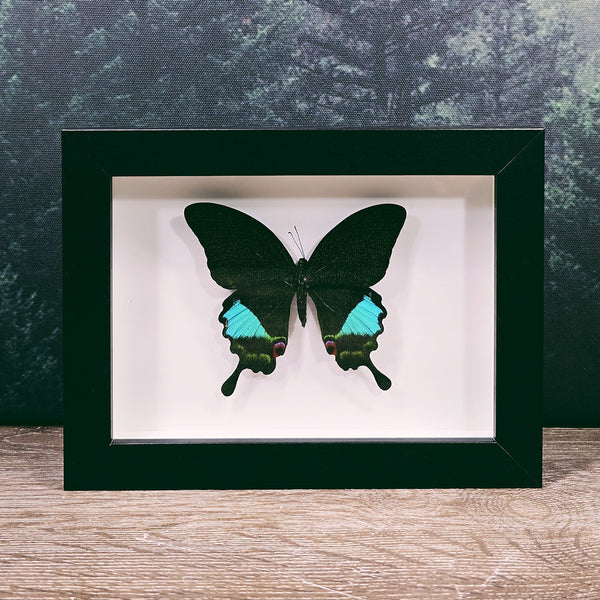 Papilio Paris Emerald Moon Butterfly In Small Frame