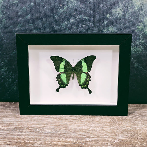 Papilio Palinurus Green Banded Swallowtail In Small Frame