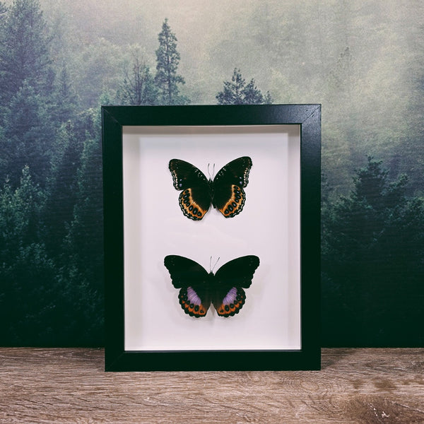 Reverse Pair of Hypolimnas Pandarus Butterfly in Frame