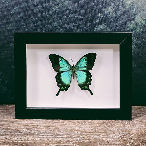 Papilio Lorquinianus Sea Green Swallowtail Butterfly in Frame