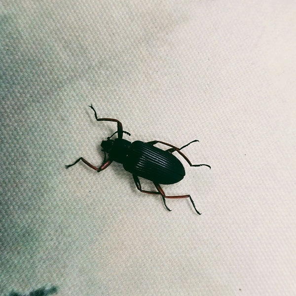 Darkling Beetle (Strongylium Erythrocephalum) Dehydrated Specimen