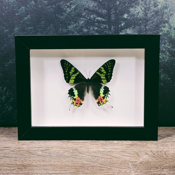 Urania Ripheus Sunset Moth in Frame