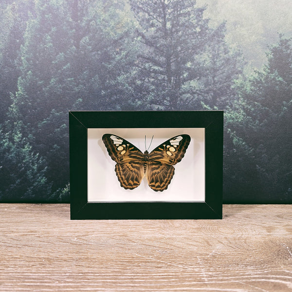 Parthenos Sylvia Clipper Butterfly In Small Frame