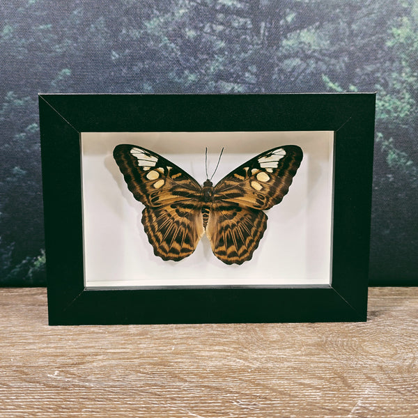 Parthenos Sylvia Clipper Butterfly In Small Frame