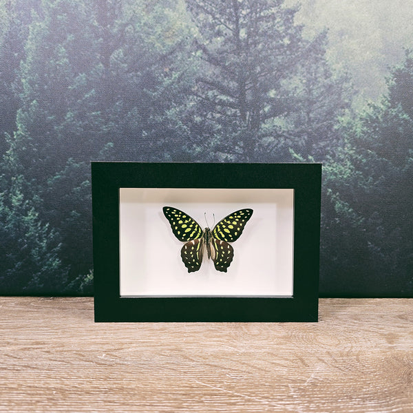Graphium Agamemnon Tailed Jay Butterfly In Small Frame