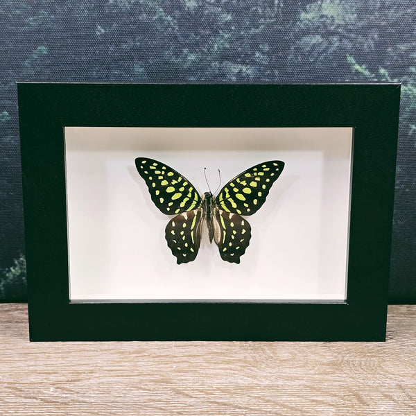 Graphium Agamemnon Tailed Jay Butterfly In Small Frame