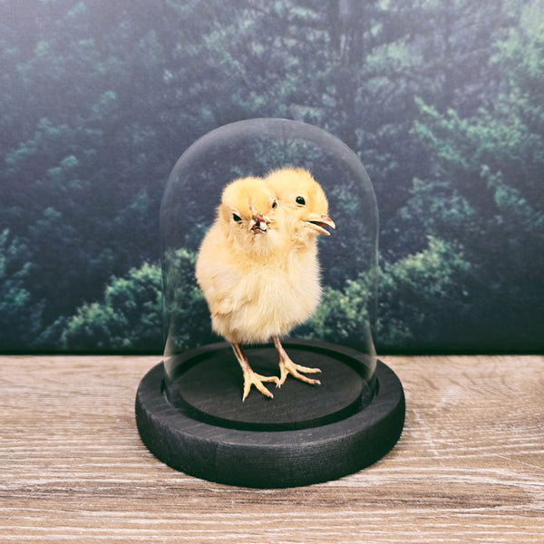 Two-Headed Taxidermy Chick in 13cm Glass Dome