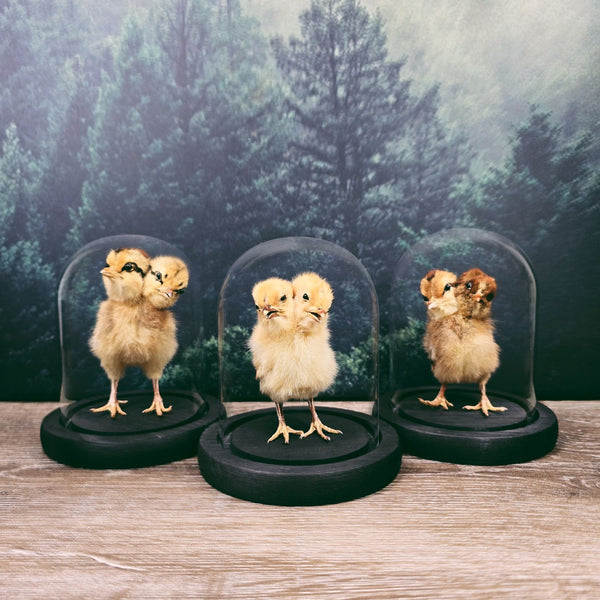 Two-Headed Taxidermy Chick in 13cm Glass Dome