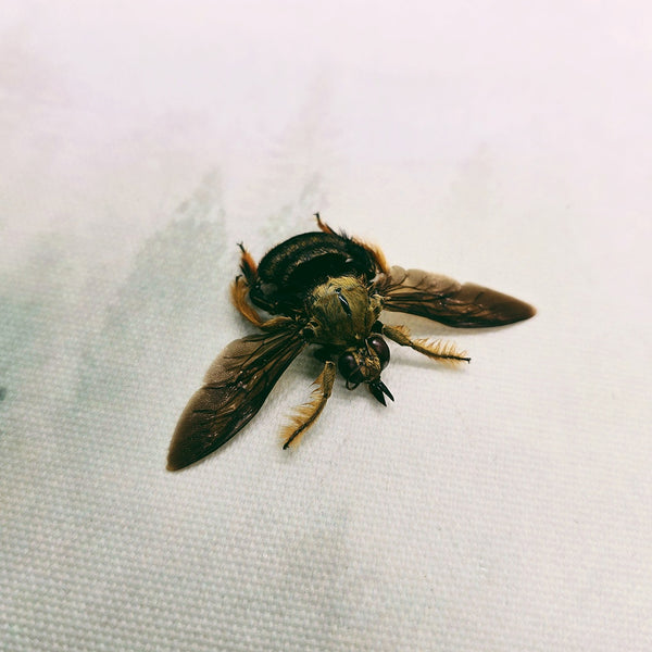 Carpenter Bee (Xylocopa Celebensis) Dehydrated Specimen