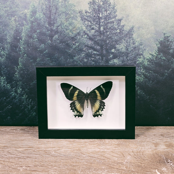 Alcides Orontes Zodiac Moth in Frame
