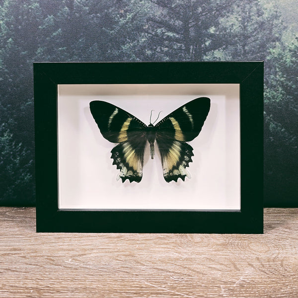 Alcides Orontes Zodiac Moth in Frame