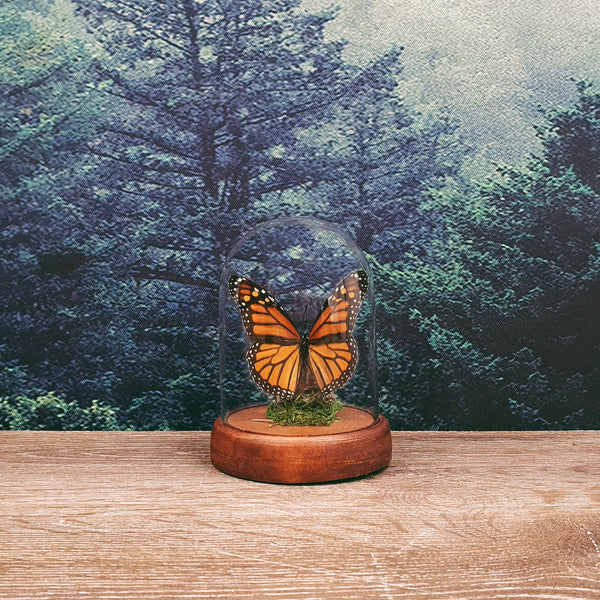 Danaus Plexippus Monarch Butterfly in Small Dome