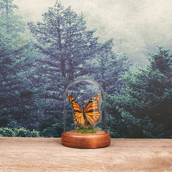 Danaus Plexippus Monarch Butterfly in Small Dome