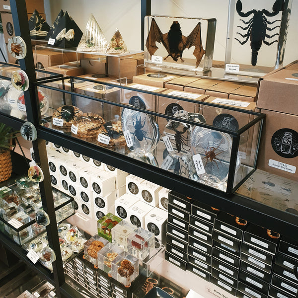 Resin Encased Specimens