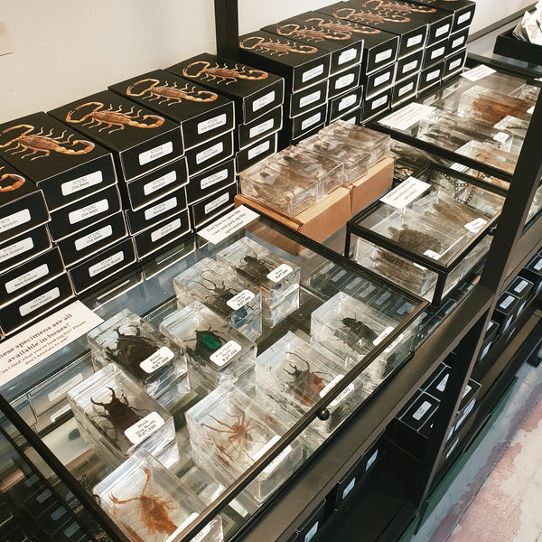 Rectangular Resin Specimens