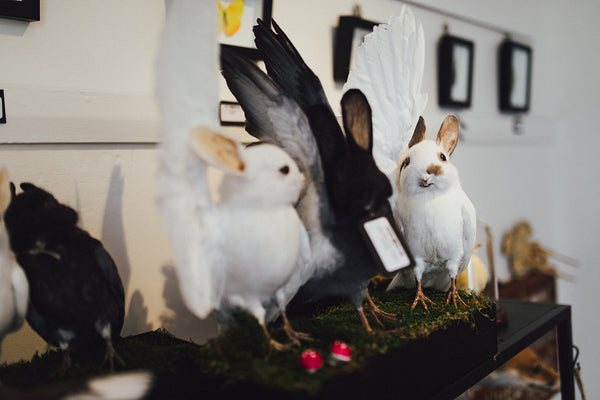 Taxidermy Birds
