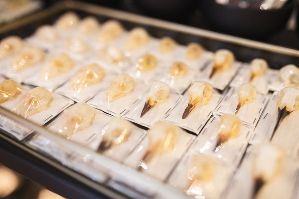 Skulls & Articulated Skeletons