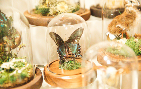 Specimen Display Gifts