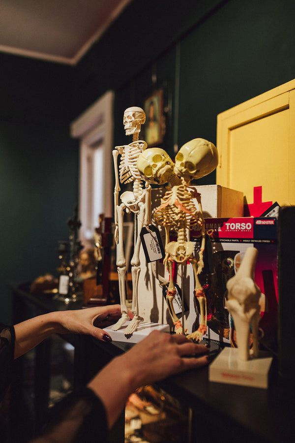 Anatomical Models + Prints