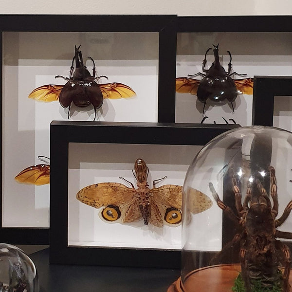 Insect, Animal & Skeleton Frames.
