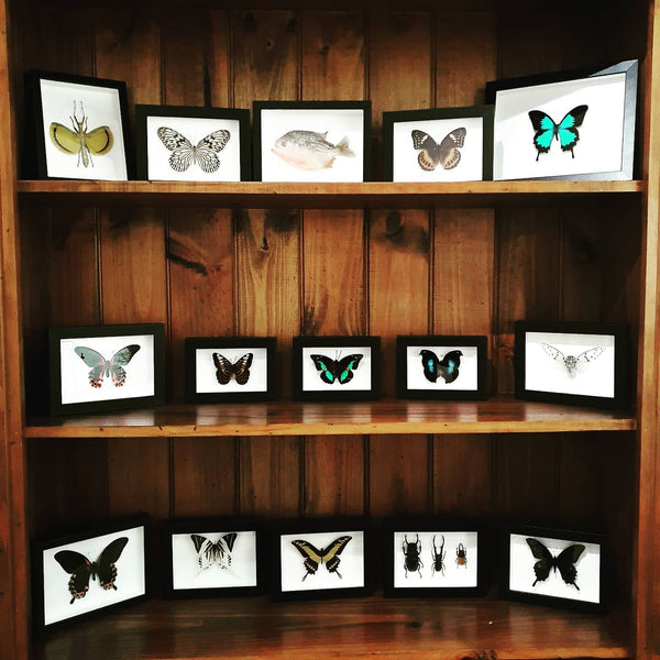 Butterfly & Moth Frames