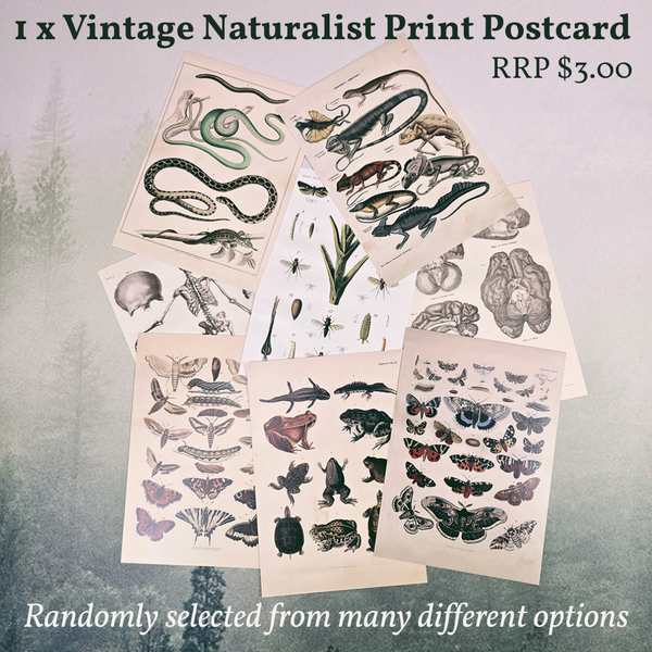 Odd Mountain Birthday Lucky Dip Box ($170 Value)