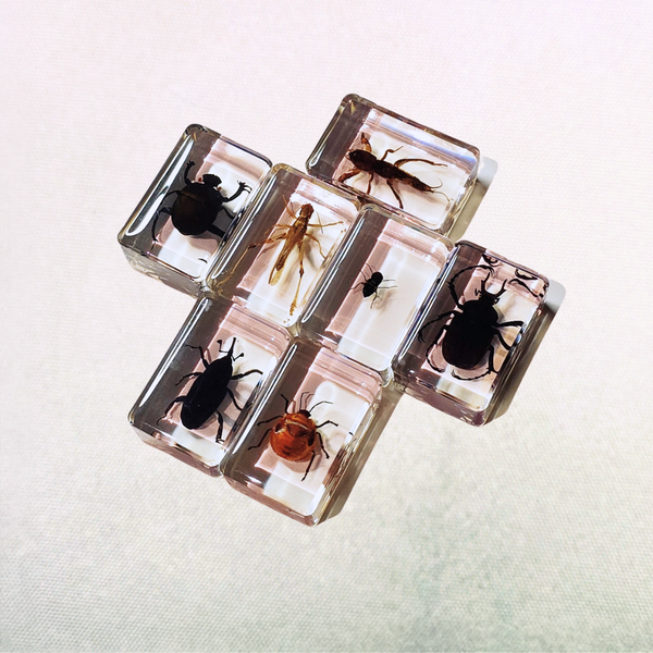 Lucky Dip Resin Encased Critter