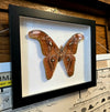 Attacus Atlas Giant Atlas Moth in Large Frame