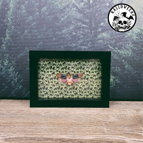 13x18cm Halloween Frame - Black Cat Pyrops Detanii Lanternfly