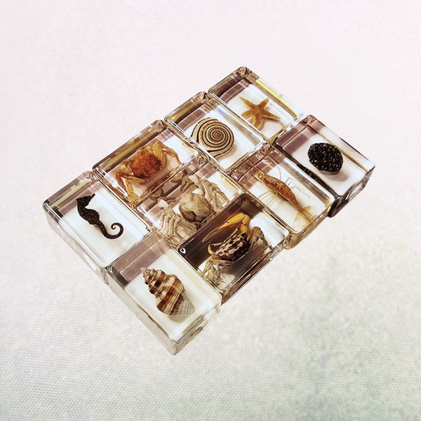 Lucky Dip Resin Encased Sea Life