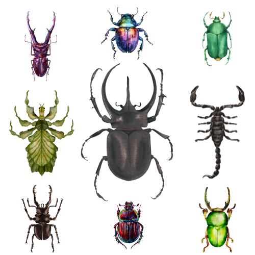 Encasing Insects Undisplayed Preserved Specimens, Skulls & Bones