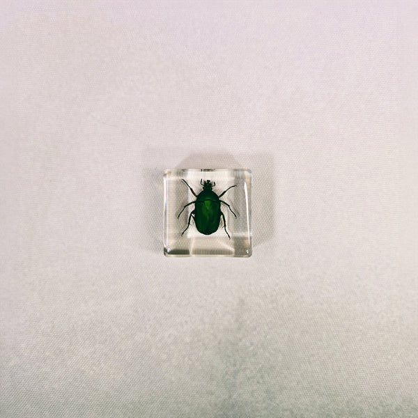 Scarab Beetle in 38mm Square Resin Block