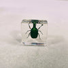 Scarab Beetle in 38mm Square Resin Block