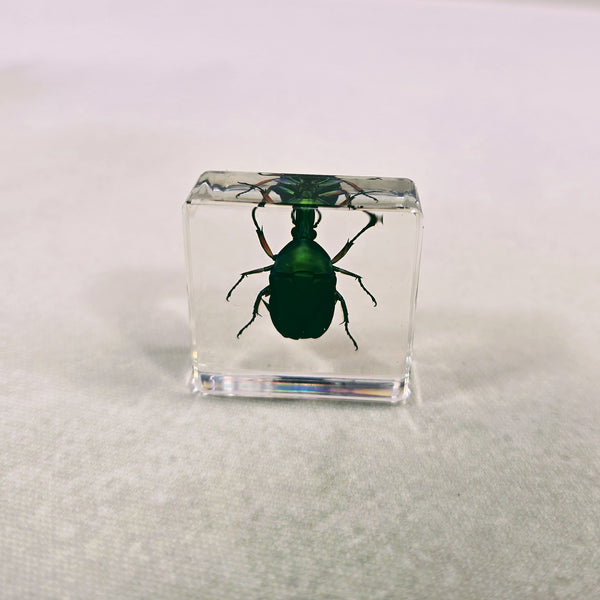 Scarab Beetle in 38mm Square Resin Block