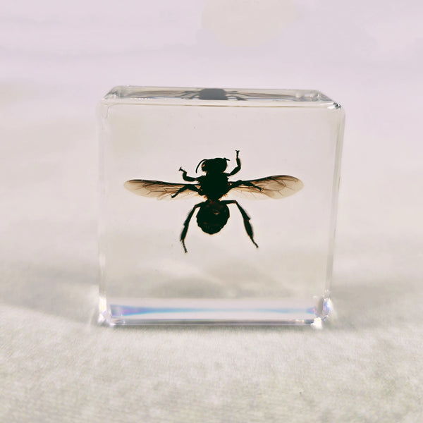 Honeybee in 38mm Square Resin Block