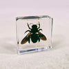 Bamboo Bee in 38mm Square Resin Block