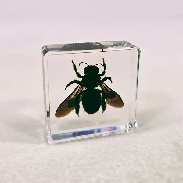 Bamboo Bee in 38mm Square Resin Block