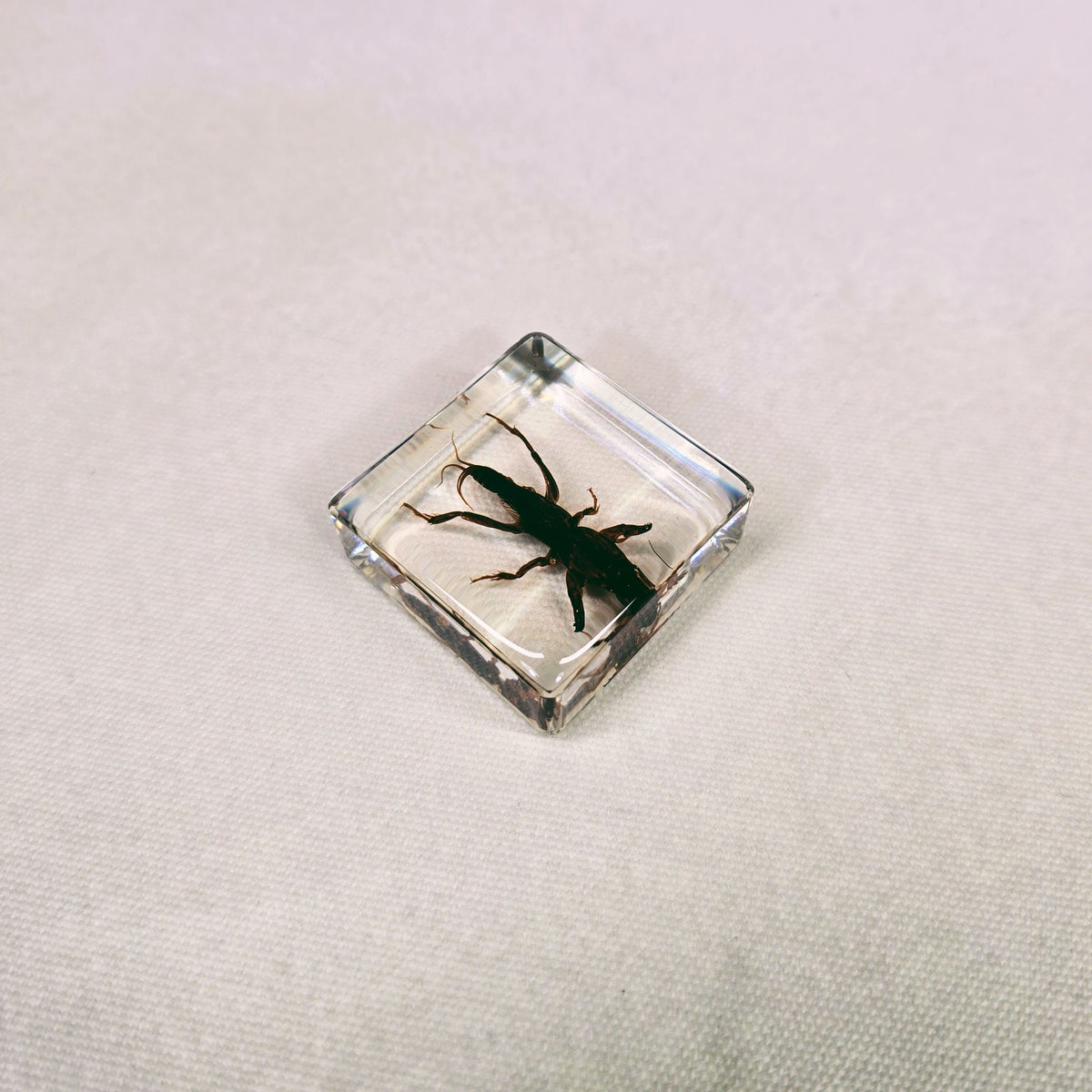 Mole Cricket in 38mm Square Resin Block