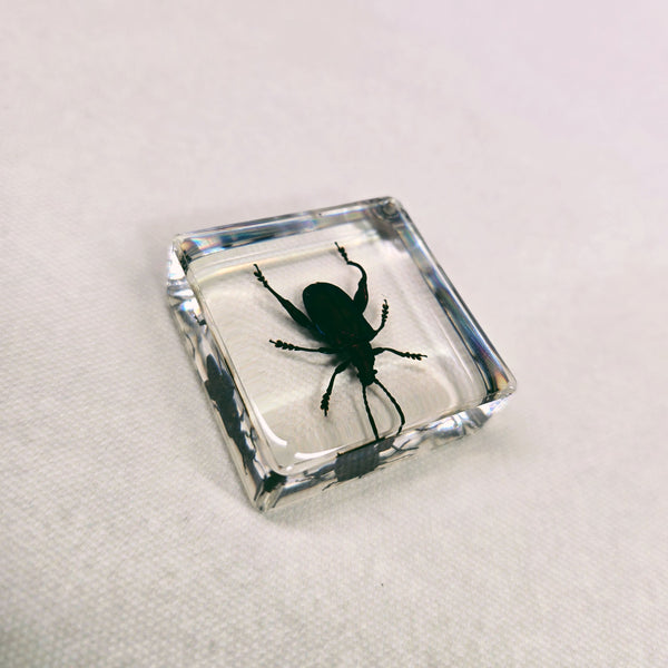 Frog-legged Beetle in 38mm Square Resin Block