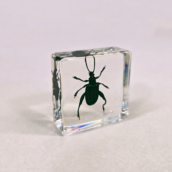 Frog-legged Beetle in 38mm Square Resin Block